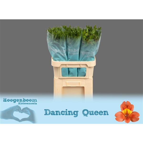 <h4>Alstr Dancing Queen 80 gram Hoogenboom</h4>