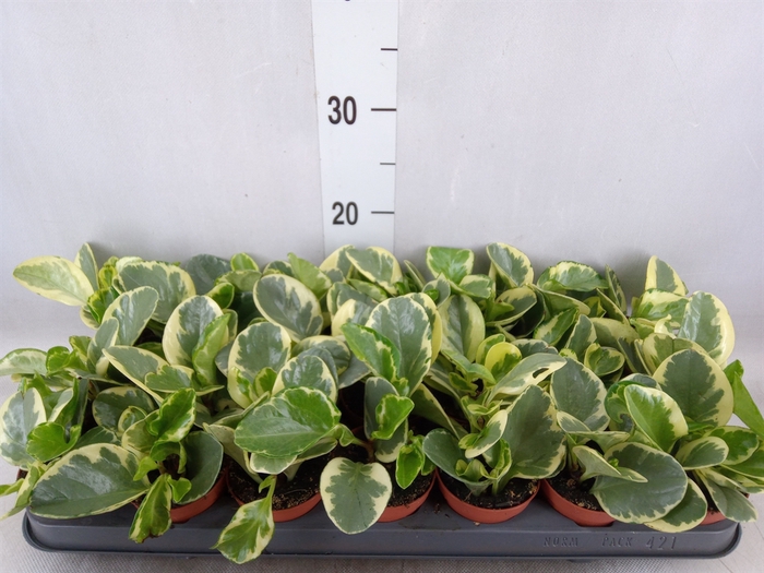 <h4>Peperomia obt. 'Variegata'</h4>