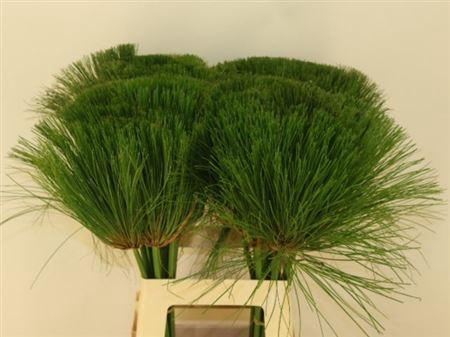 <h4>Cyperus Papyrus</h4>