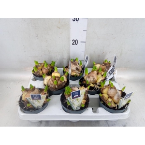 Hyacinthus orie. 'Multifl' ..