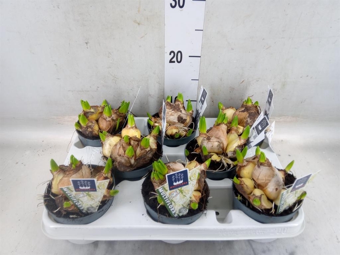 <h4>Hyacinthus orie. 'Multifl' ..</h4>