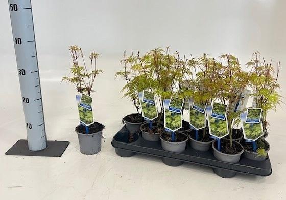 <h4>ACER PA SEIRYU</h4>