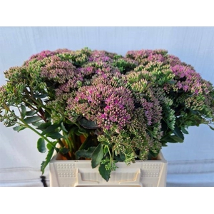 SEDUM SPECT CARL