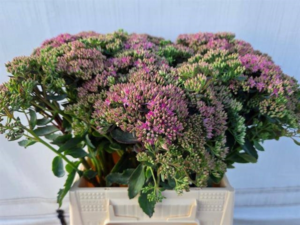 <h4>SEDUM SPECT CARL</h4>