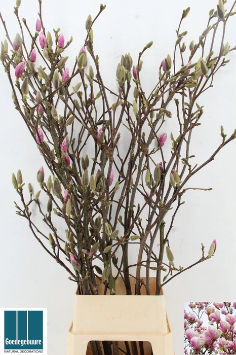 <h4>MAGNOLIA OV</h4>