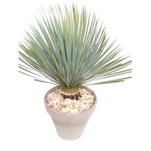 Arr.   Tuinplanten H%