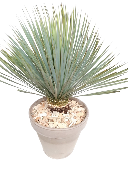 <h4>Arr.   Tuinplanten H%</h4>
