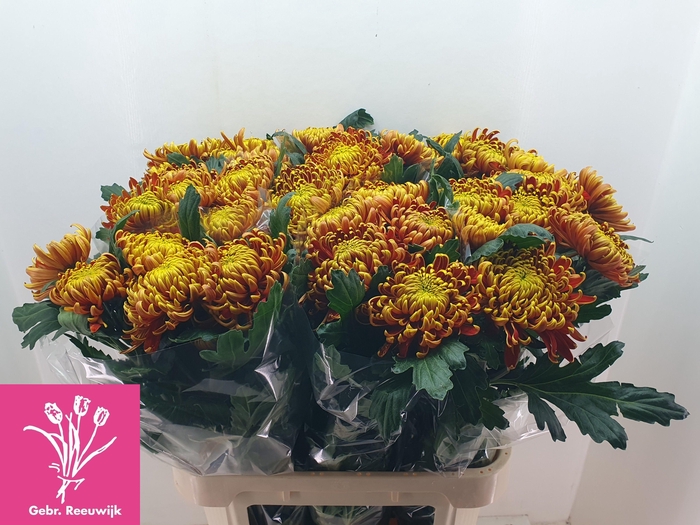 <h4>CHR G FUEGO</h4>