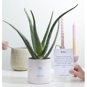 Aloe Vera Gift 