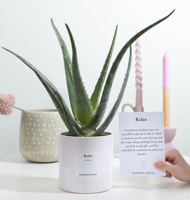 <h4>Aloe Vera Gift "Relax" WITH GREETING CARD!!!</h4>