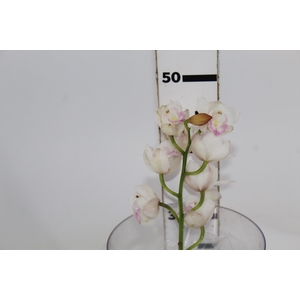 CYMBIDIUM HT MIN 9 FLS ROSA CLARO