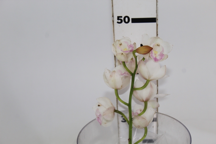 <h4>CYMBIDIUM HT MIN 9 FLS ROSA CLARO</h4>