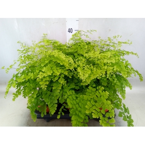 Adiantum raddi. 'Fragrans'