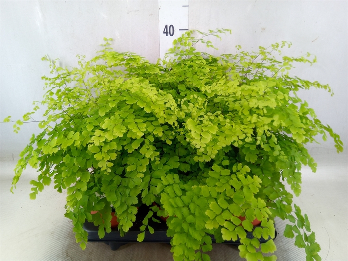 <h4>Adiantum raddi. 'Fragrans'</h4>