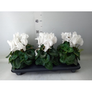 Cyclamen GR 'XL'