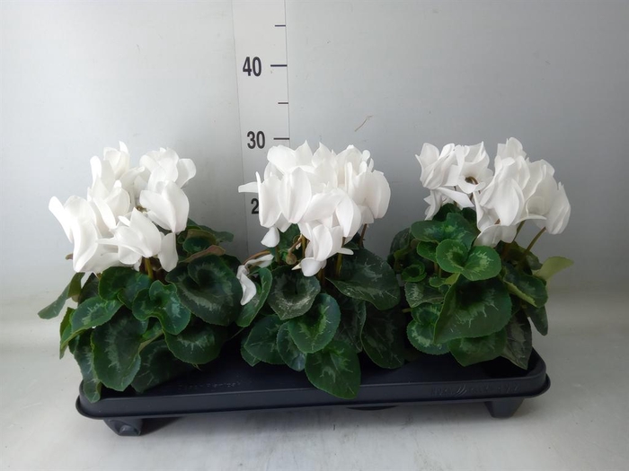 <h4>Cyclamen GR 'XL'</h4>