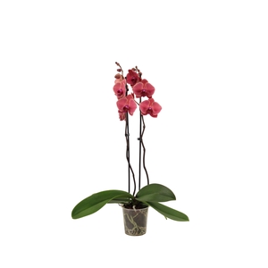 Phal Asian Coral 2T16+