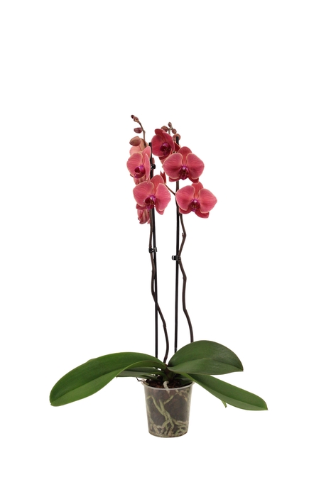 <h4>Phal Asian Coral 2T16+</h4>