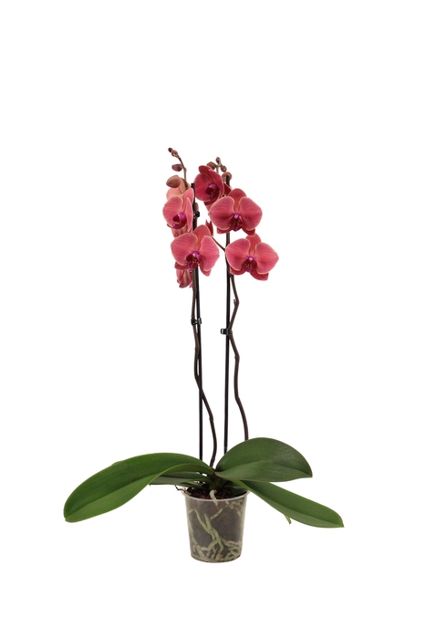 <h4>Phal Asian Coral 2T16+</h4>