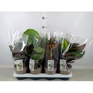 Calathea   ...mix 4