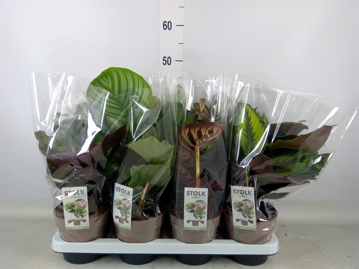 <h4>Calathea   ...mix 4</h4>