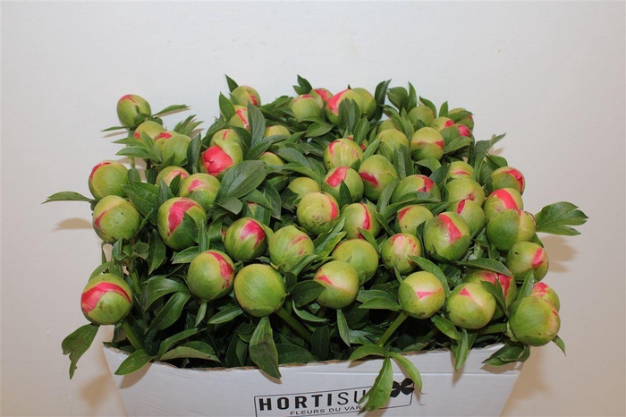 <h4>Paeo L Coral Sunset</h4>