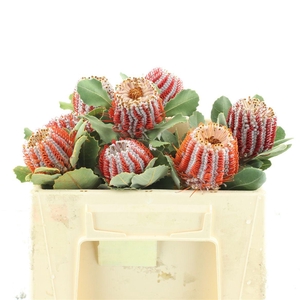Banksia Coccinea