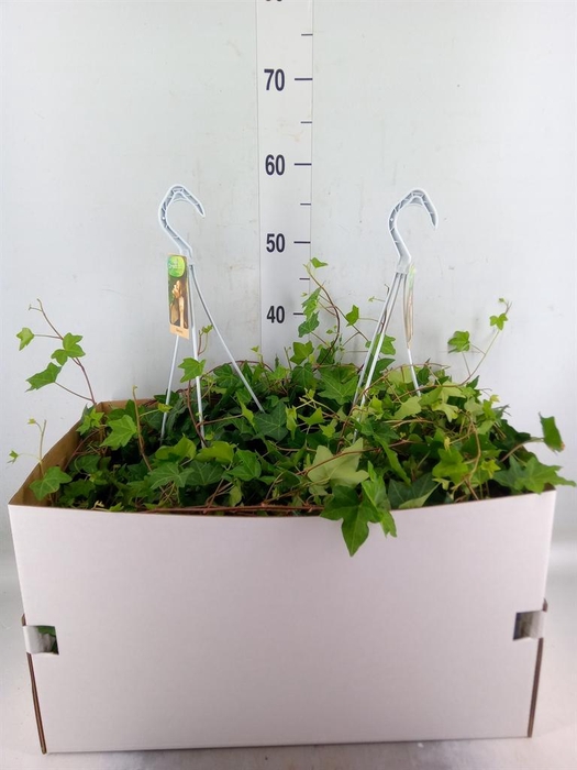 <h4>Hedera helix 'Pittsburgh'</h4>
