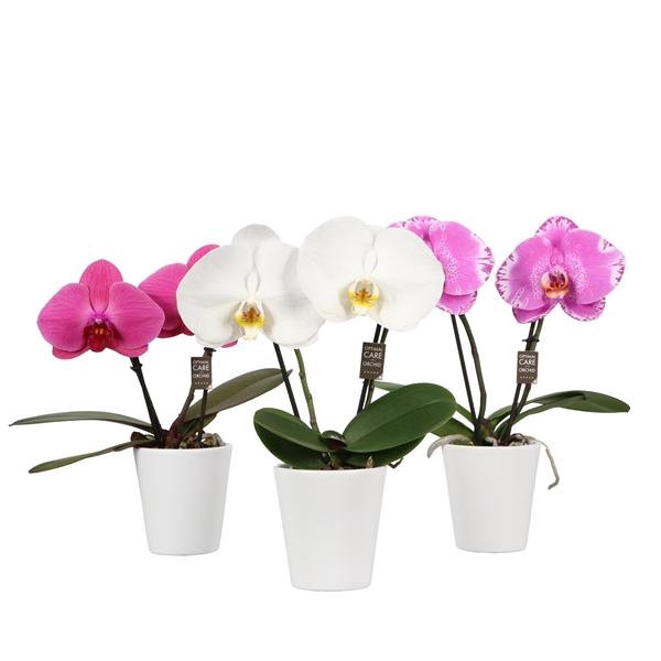 <h4>One P9 Mix 2 spike in Donna White</h4>