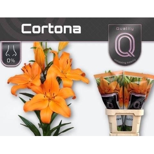 LI LA CORTONA 4+#