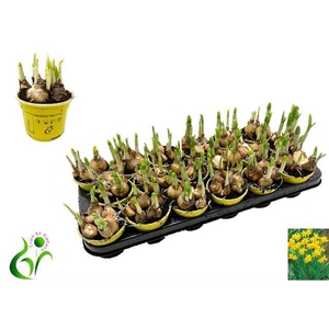 Narcissus Tete a Tete 9Ø 12cm