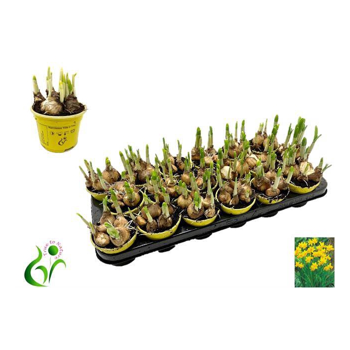 <h4>Narcissus Tete a Tete 9Ø 12cm</h4>