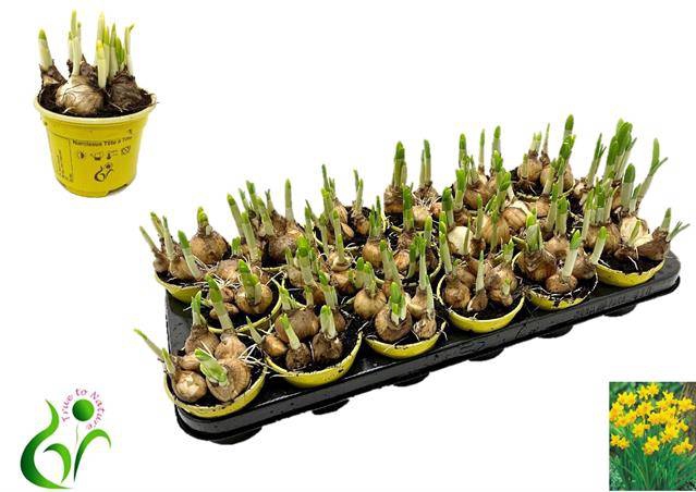 Narcissus Tete a Tete 9Ø 12cm