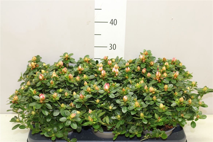 <h4>Rhododendron Si Sachenstern</h4>