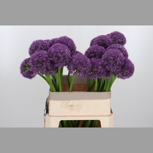 Allium Grootbloemig