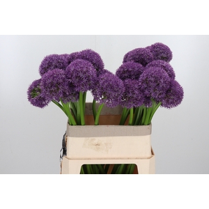 Allium Grootbloemig