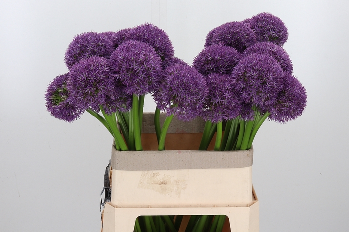 <h4>Allium Grootbloemig</h4>