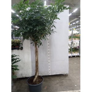 Schefflera arbor. 'Compacta'