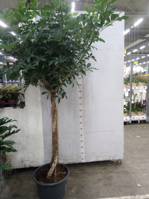 <h4>Schefflera arbor. 'Compacta'</h4>