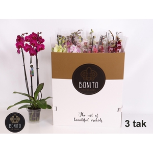 PHAL GEM 7 KL
