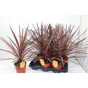 Cord Aus Red Star