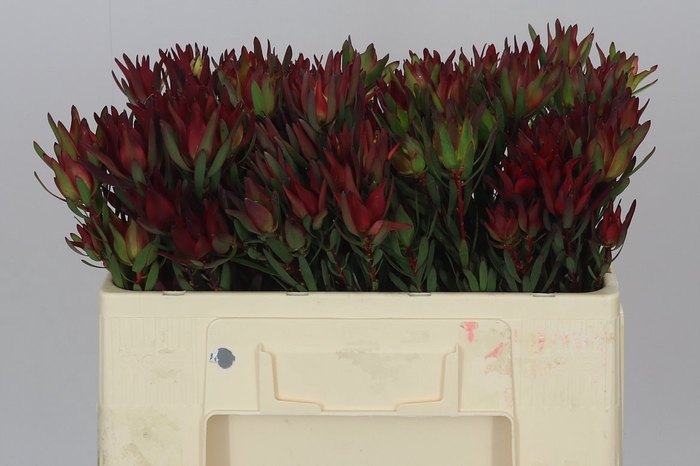 Leucadendron Sal Blush Spray