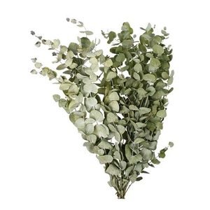 Bunch Eucalyptus 125gr Slv L70