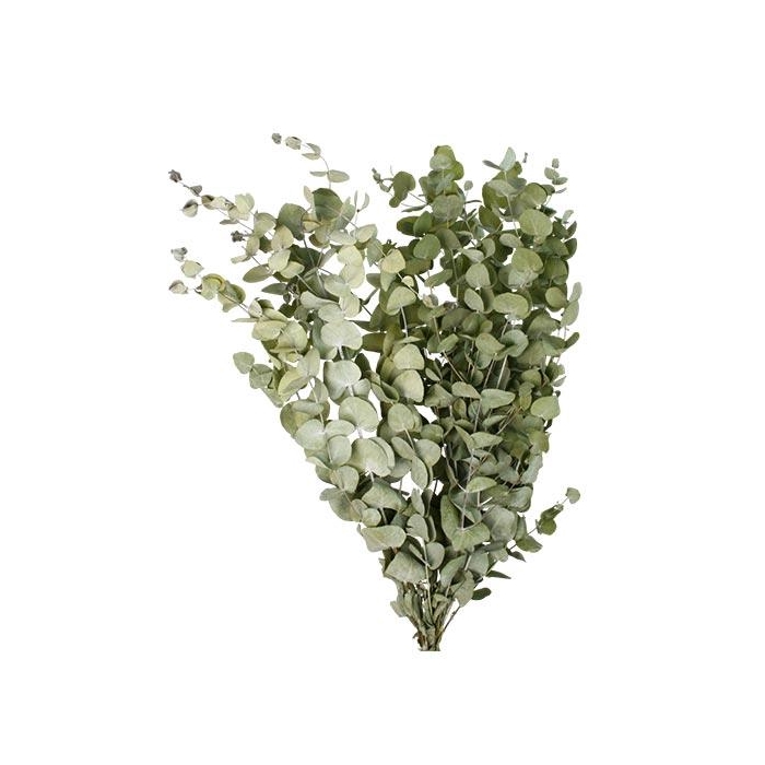 <h4>Bunch Eucalyptus 125gr Slv L70</h4>
