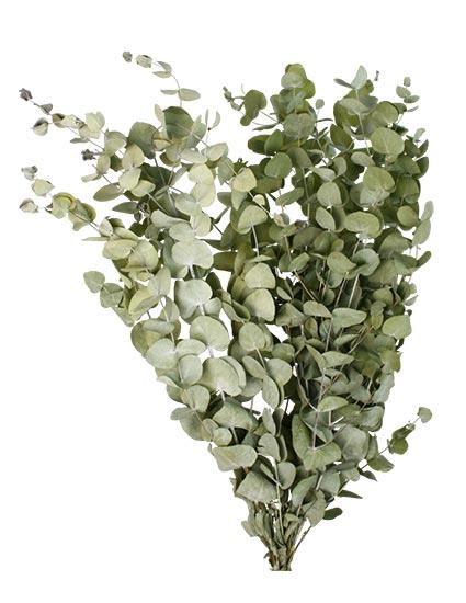 Bunch Eucalyptus 125gr Slv L70