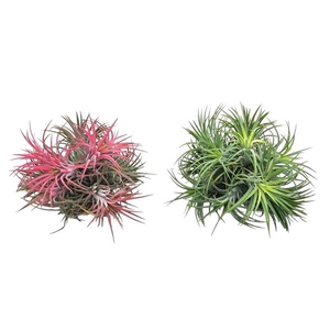 Tillandsia ionantha clumb mix XL