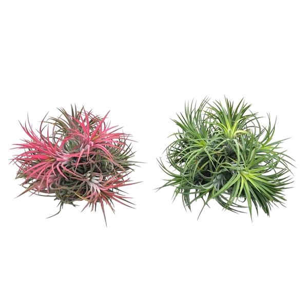 <h4>Tillandsia ionantha clumb mix XL</h4>