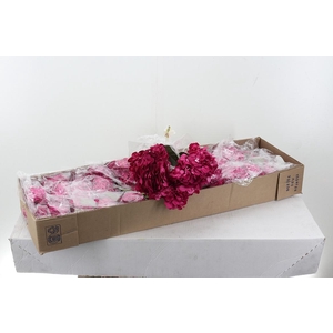 Hydr x10 Raspberry Select Box