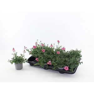 Diascia  'FlyColors Trail Antiq Ro'