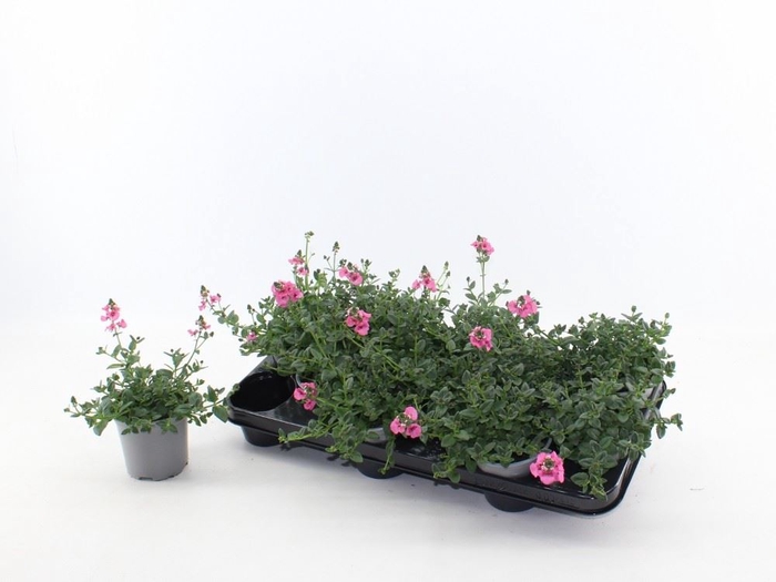 <h4>Diascia  'FlyColors Trail Antiq Ro'</h4>
